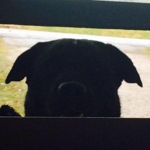 Meet your Posher, Korey